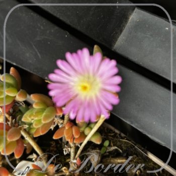 Delosperma cooperi 'Jewel of Desert Rosequartz'