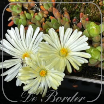 Delosperma 'White Nugget'