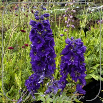 Delphinium 'Black Knight'