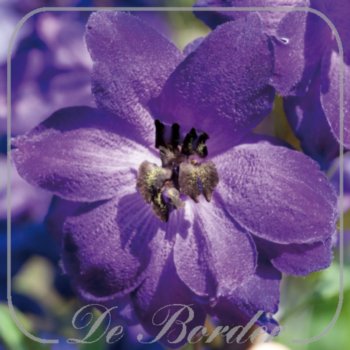 Delphinium 'Black Knight'