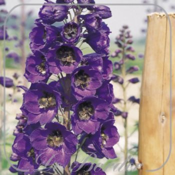 Delphinium 'Black Knight'
