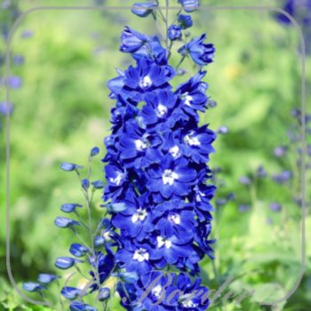 Delphinium 'Blue Bird'