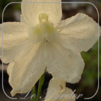Delphinium 'Casa Blanca'