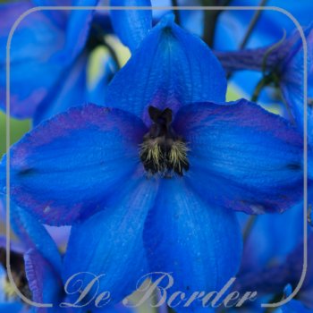 Delphinium 'Dammerung'
