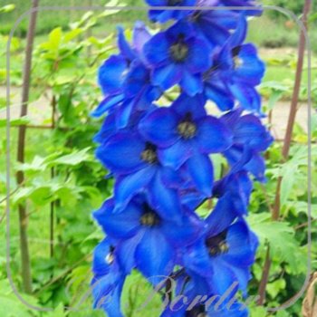 Delphinium 'Finsteraarhorn'