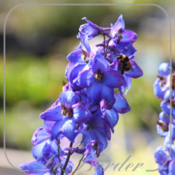 Delphinium 'Finsteraarhorn'