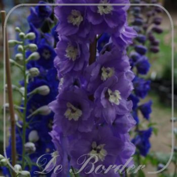 Delphinium 'Gillian Dallas'