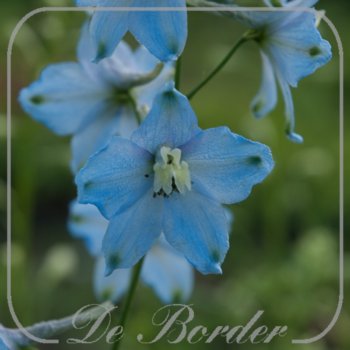 Delphinium 'Gletscherwasser'