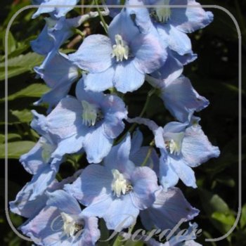 Delphinium 'Gletscherwasser'