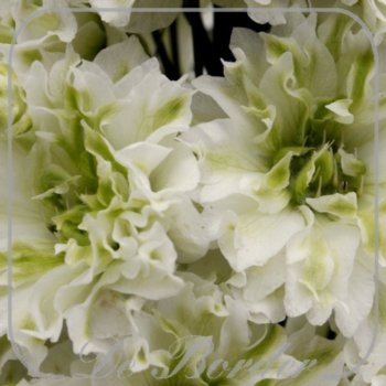Delphinium 'Green Twist'