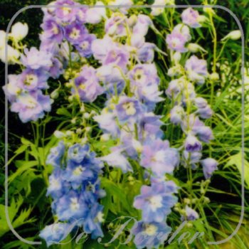 Delphinium 'Guinevere'