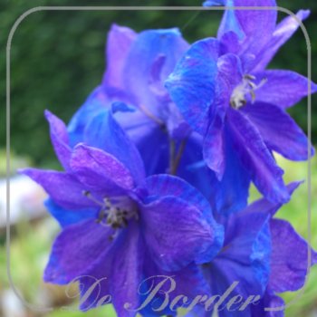 Delphinium 'Gute Nacht'