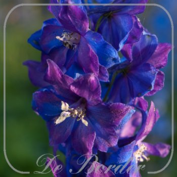 Delphinium 'Gute Nacht'