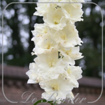 delphinium-sungleam-131 Delphinium 'Sungleam'