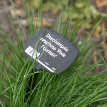 deschampsia-cespitosa-pixie-fountain-238 Deschampsia cespitosa 'Pixie Fountain'