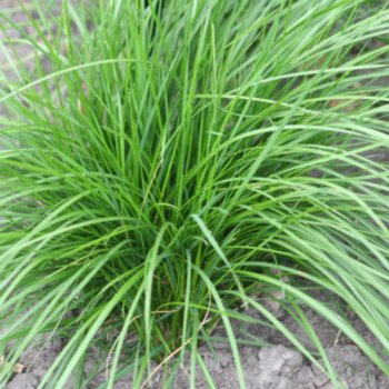 Deschampsia cespitosa 'Pixie Fountain'