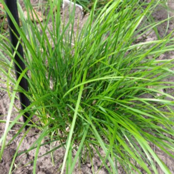 deschampsia-cespitosa-pixie-fountain-968 Deschampsia cespitosa 'Pixie Fountain'