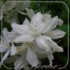 Deutzia gracilis