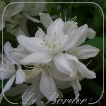 Deutzia gracilis