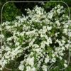 Deutzia gracilis