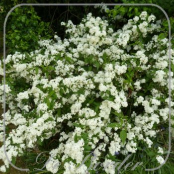 Deutzia gracilis