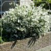Deutzia gracilis