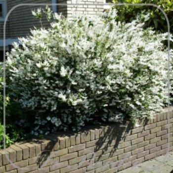 Deutzia gracilis