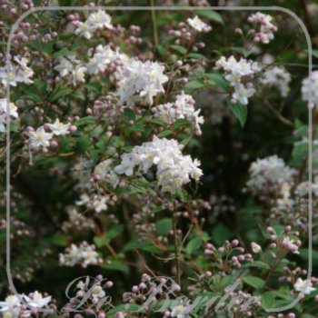 deutzia-hybrida-mont-rose-80-100-cm-c10-056 Deutzia hybrida 'Mont Rose'