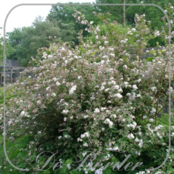 deutzia-hybrida-mont-rose-80-100-cm-c10-621 Deutzia hybrida 'Mont Rose'