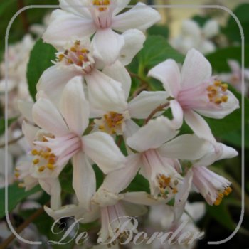Deutzia hybrida 'Mont Rose'