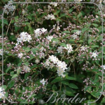 deutzia-hybrida-mont-rose-80-100-cm-c10-770 Deutzia hybrida 'Mont Rose'
