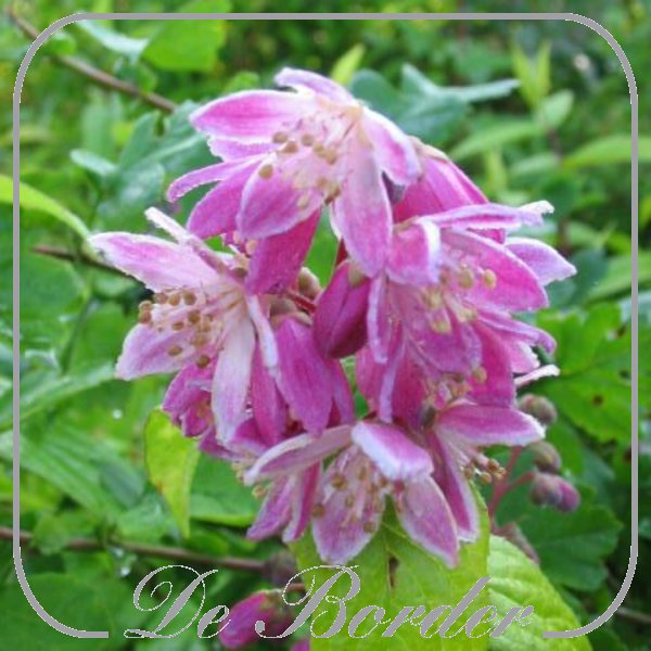 deutzia-hybrida-strawberry-fields-810 Deutzia hybrida 'Strawberry Fields'