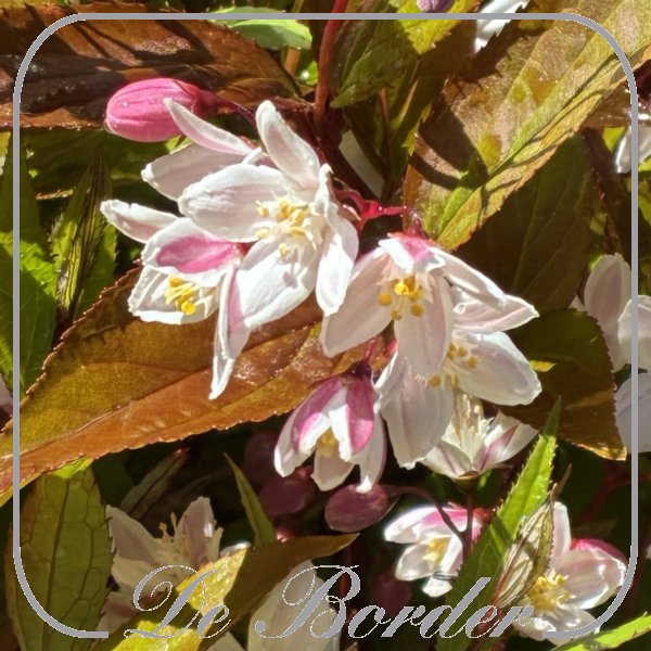 Deutzia 'Tokyo Delight'