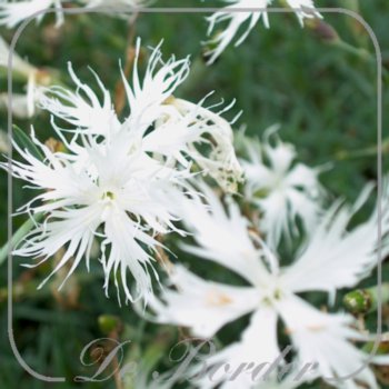 Dianthus arenarius