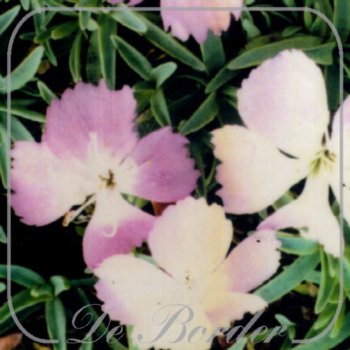 Dianthus arvernensis
