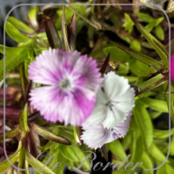 Dianthus barbatus 'Nanus'