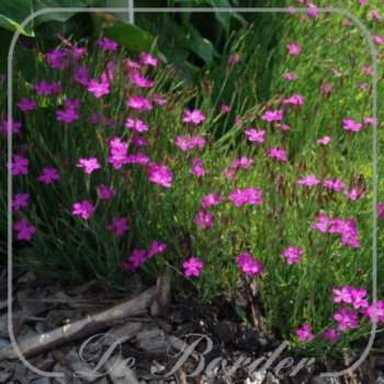 Dianthus deltoides