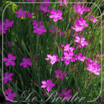 Dianthus deltoides