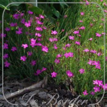 Dianthus deltoides