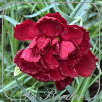 Dianthus 'Desmond'