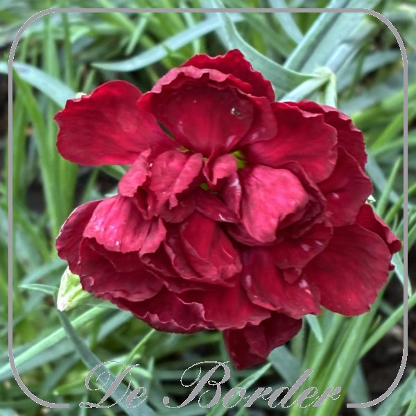 Dianthus 'Desmond'