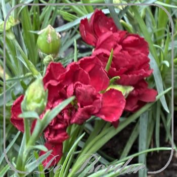 dianthus-desmond-751 Dianthus 'Desmond'