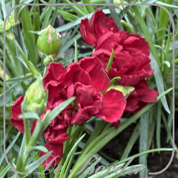 Dianthus 'Desmond'