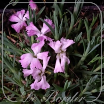 Dianthus 'Whatfield Wisp'
