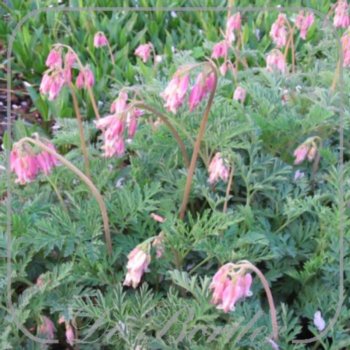Dicentra eximia 'Stuart Boothman'
