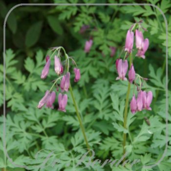 Dicentra eximia 'Stuart Boothman'