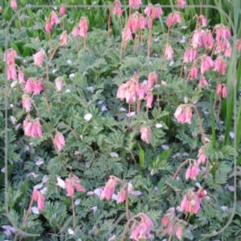 Dicentra eximia 'Stuart Boothman'