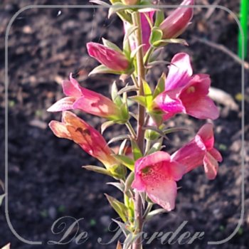 Digitalis valinii 'Illumination Raspberry' --