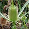 Dipsacus fullonum
