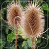 Dipsacus fullonum